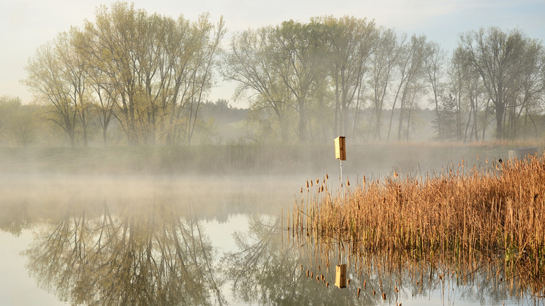 Morning at a pond by the Rice Creek North Regional Trail Ramsey County, Minnesota