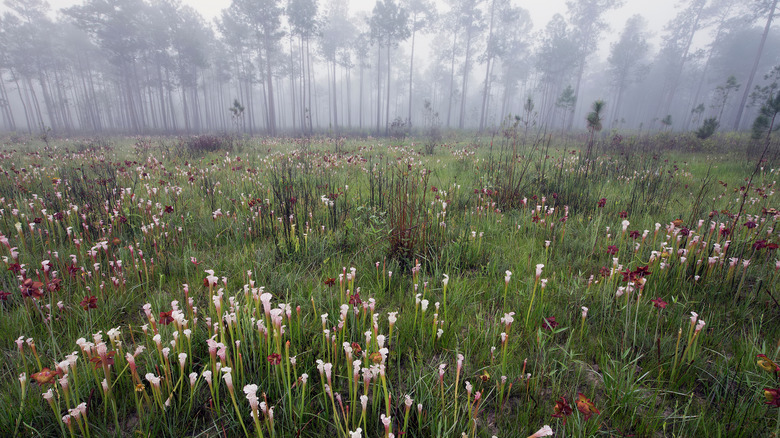 Pitcher plants at the Splinter Hill Bog Preserve in Alabama