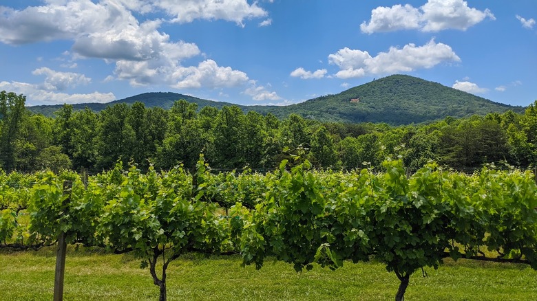 Sharp Mountain Vineyards, Jasper, Georgia