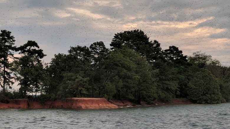 Purple martins crowding the sky above Bomb Island on Lake Murray in South Carolina