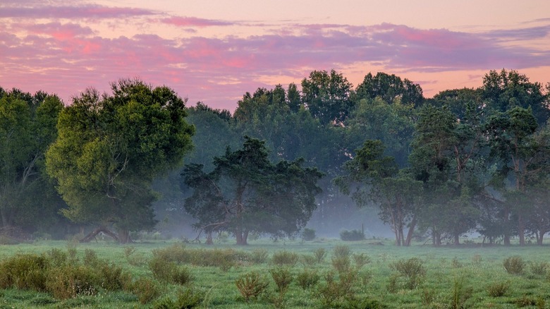 Early morning fog rises in a field lined with trees in York County, South Carolina