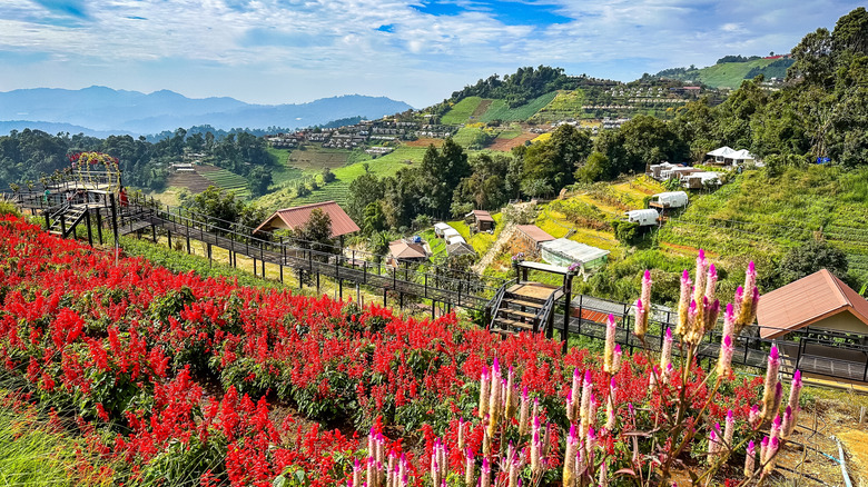Flower terraces in the hills of Mon Jam, Chiang Mai