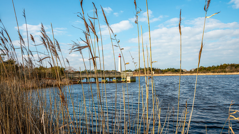 Lake surrounded by grass and distant view of Cape May Lighthouse at Cape May Point State Park in New Jersey