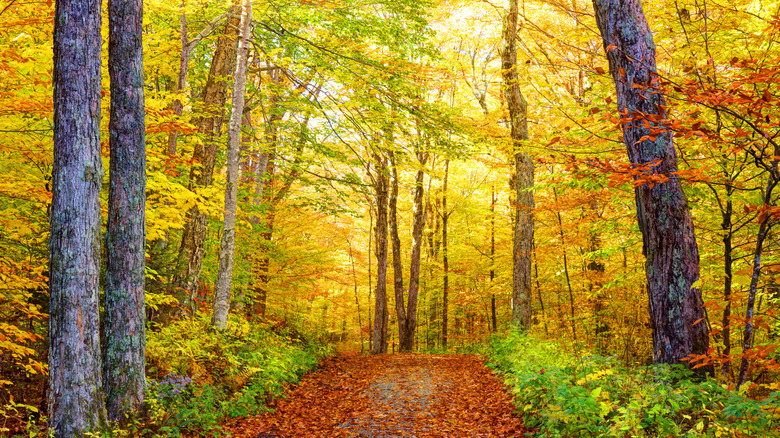 A trail covered with fall foliage on Mount Greylock in Adams, Massachusetts