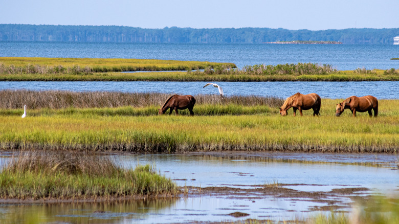 Three brown wild ponies graze on a small grassy island