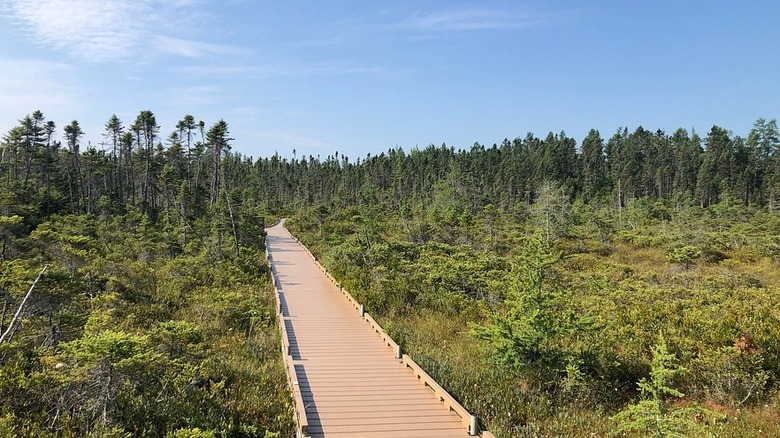 wooden boardwalk through low-lying bog vegetation with tall pines in the distance