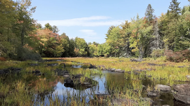 Wetlands in Hirundo Wildlife Refuge surrounded by forest.