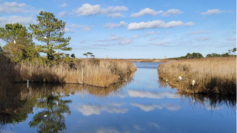 The wetland landscape found in Cape Henlopen State Park in Sussex County, DE