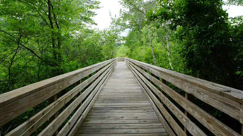 Walk through the wetlands on the boardwalk of the Stony Brook Wildlife Sanctuary.
