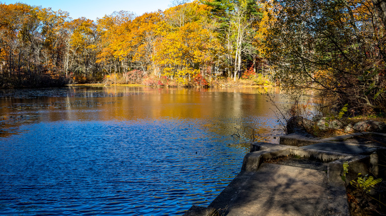 One of the many ponds, marshes, and wetlands found in Norfolk County, Massachusetts.