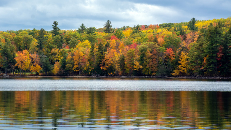 Fall foliage in bright colors adorn the shores of Lake Sebago in Maine before a mottled gray sky