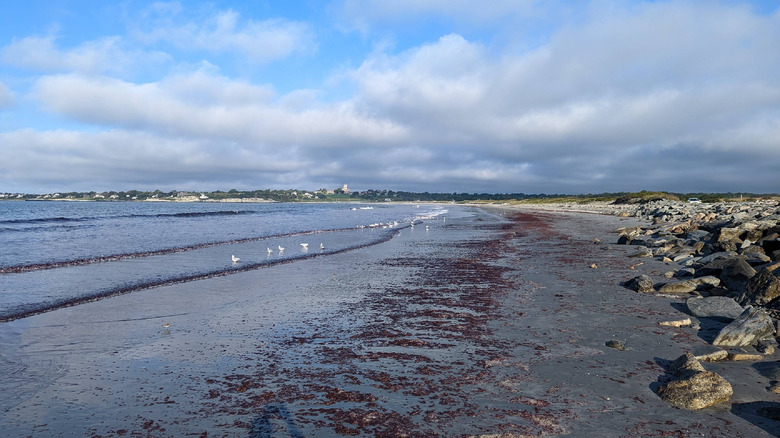 A long stretch of beach at Sachuest Point National Wildlife Refuge in Newport County, Rhode Island