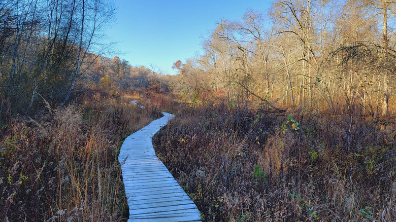 A boardwalk trail through a wetland and forest in the late autumn in Tidmarsh Wildlife Sanctuary in Plymouth County, Massachusetts