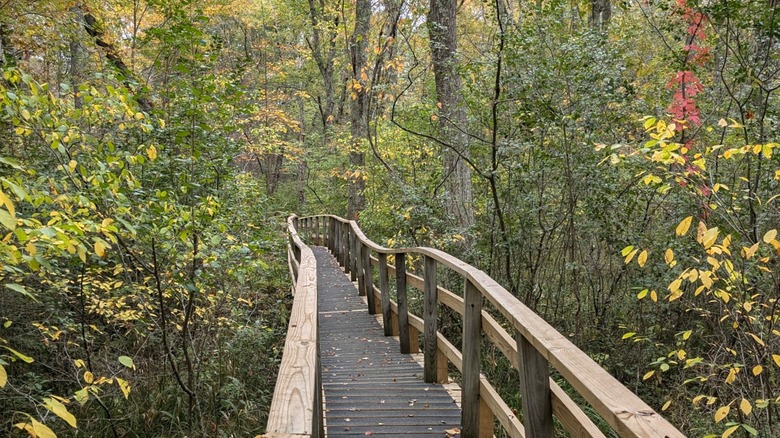 A wood boardwalk through George B. Parker Woodland Wildlife Refuge in Kent County, Rhode Island