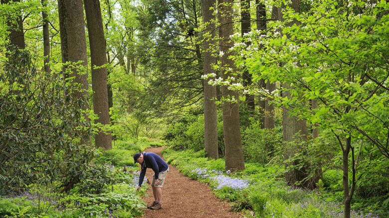 A man on a trail at the Mt. Cuba Center in Hockessin