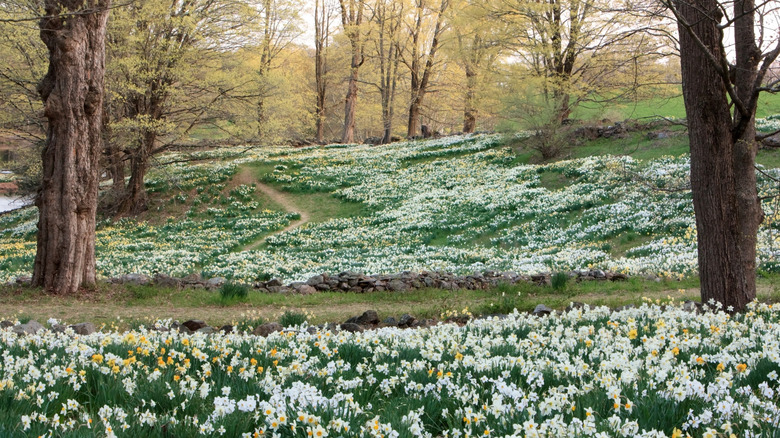 Rows and rows of multicolor daffodils bloom underneath just budding trees at Northfield Daffodil Field in Litchfield County, Connecticut
