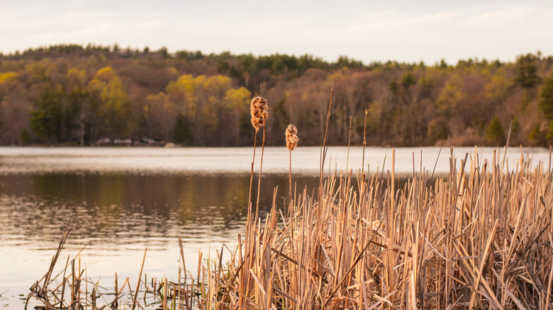 Cat tails stand golden orange against a late autumn treeline before a still lake at Burr Pond in Litchfield County, Connecticut