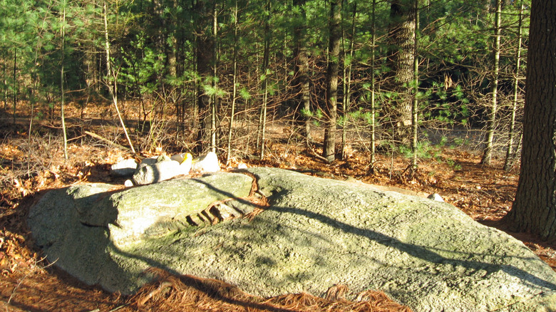 The top of Jerimoth Hill, surrounded by trees