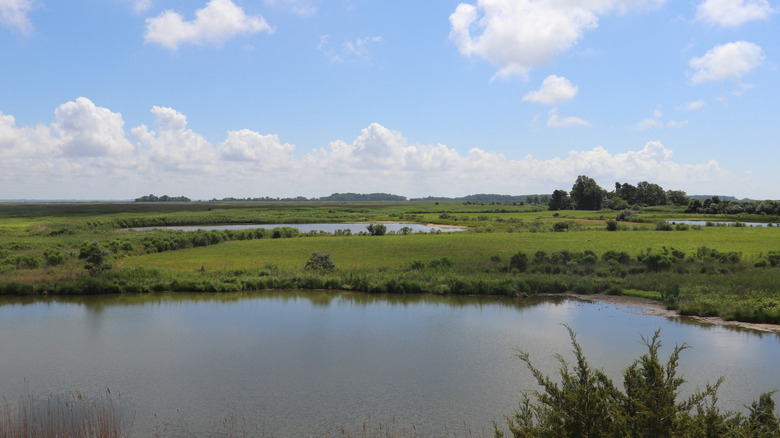 Sprawling salt water tidal marshland near Middletown with grassy fields and ponds.