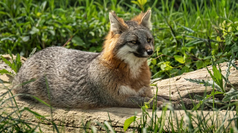 A red fox lounging, surrounded by green grass