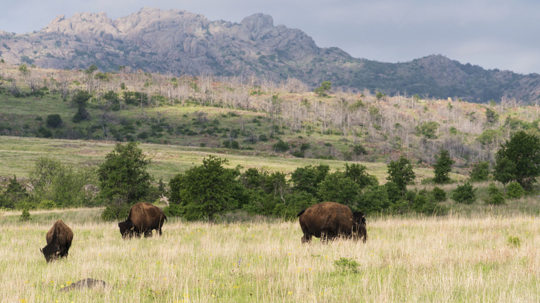 Bison roaming the valley of the Wichita Mountains.
