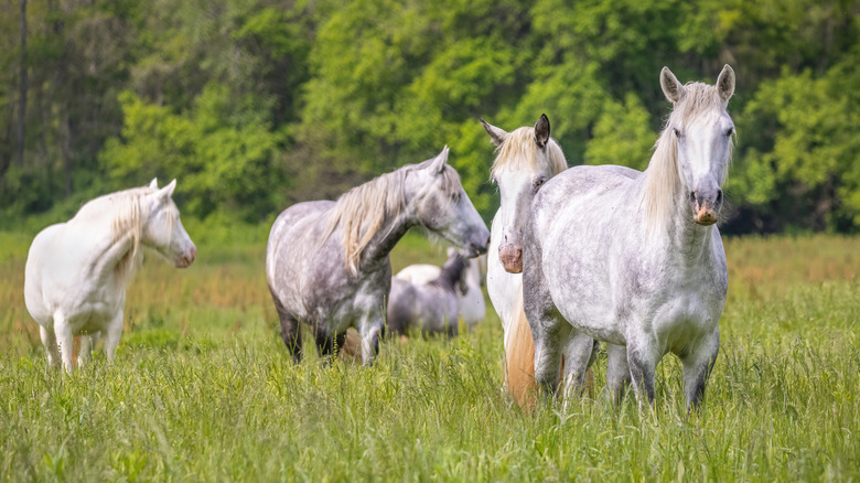 Missouri wild horses roaming in the Ozark National Scenic Riverways near Shannon County