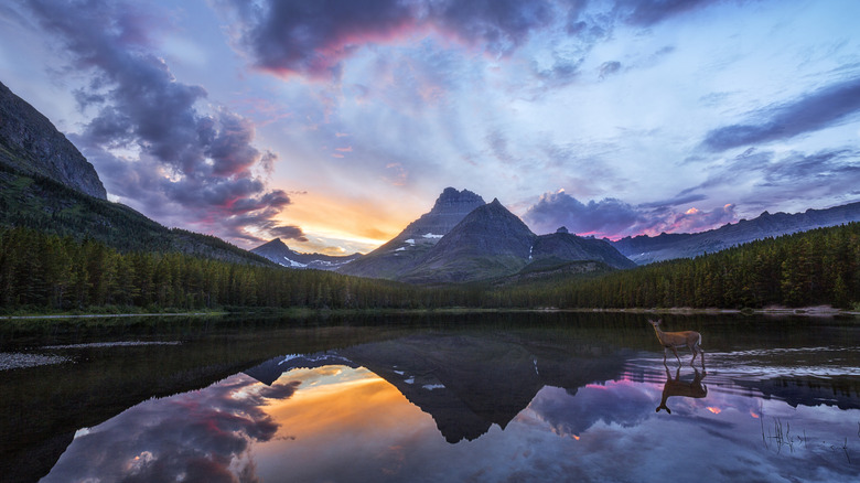A deer in a small lake with the sun low in the sky in Glacier National Park, Montana