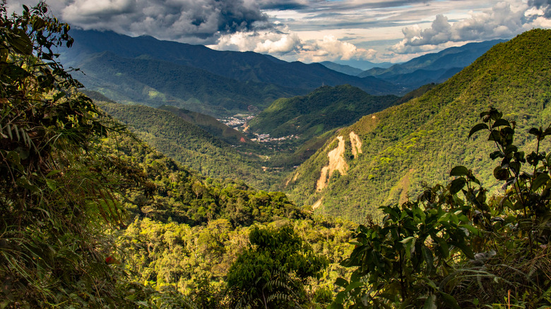 Podocarpus National Park, near Vilacabamba, Ecuador