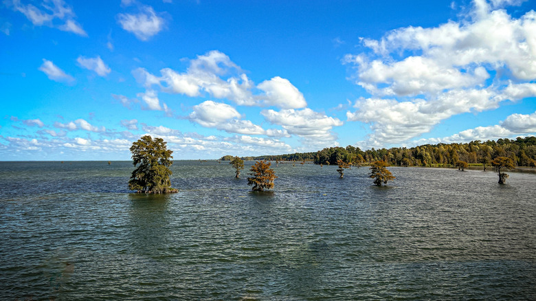 The sunken trees on Lake Moultrie near Calhoun County in South Carolina