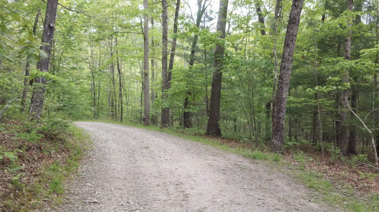A tree-lined gravel path along a nature trail inside the North Carolina Arboretum.