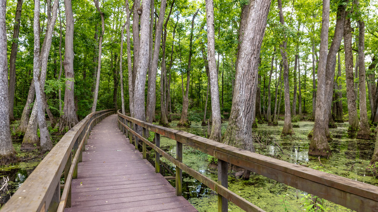 Boardwalk through the Cypress Swamp Mississippi.