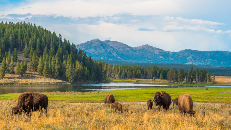 Bison grazing in Yellowstone National Park