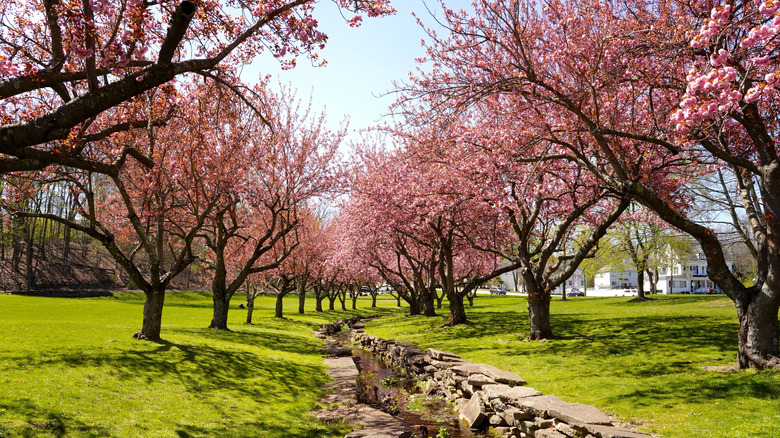 Blooming cherry trees in Hurd Park