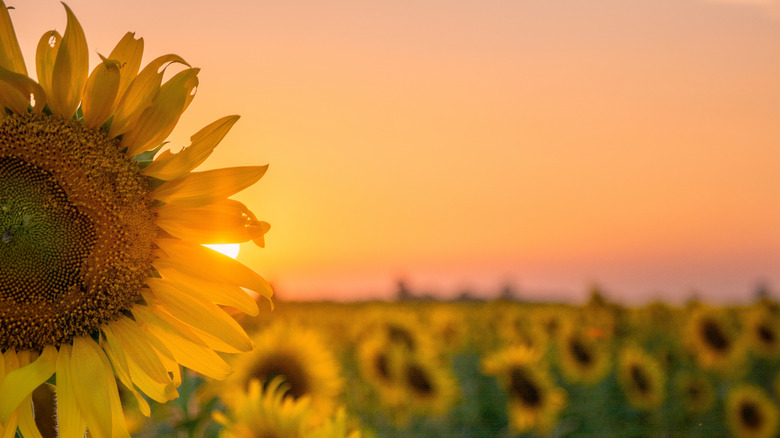 A sunflower field in Kansas at sunset