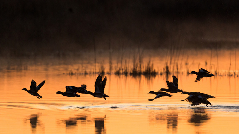 Widgeon taking off early in the morning at Quivira National Wildlife Refuge in Kansas