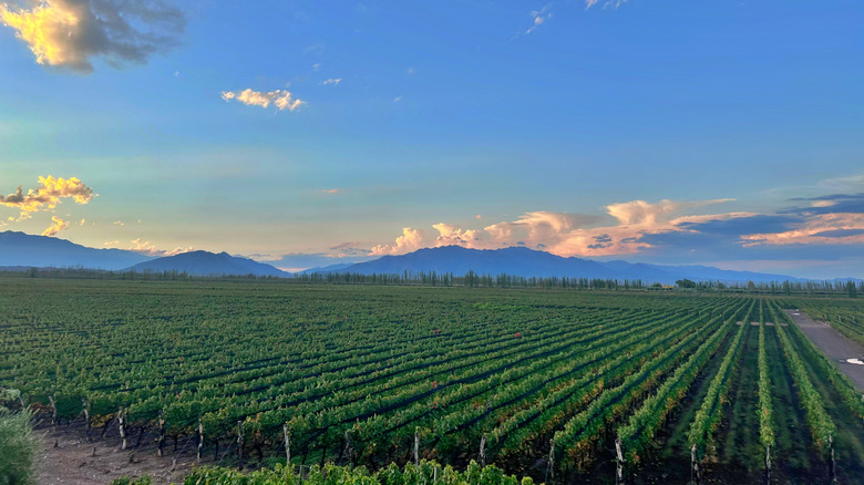 Vineyard in Mendoza, Argentina with mountains in background