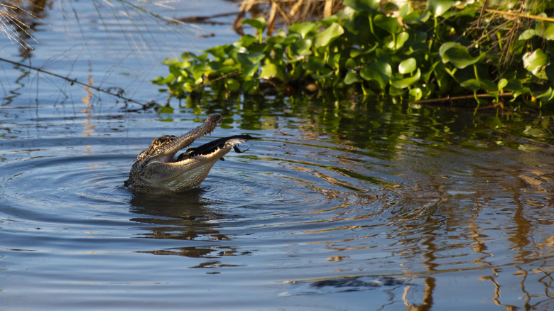 Alligator swallowing prey in swamp
