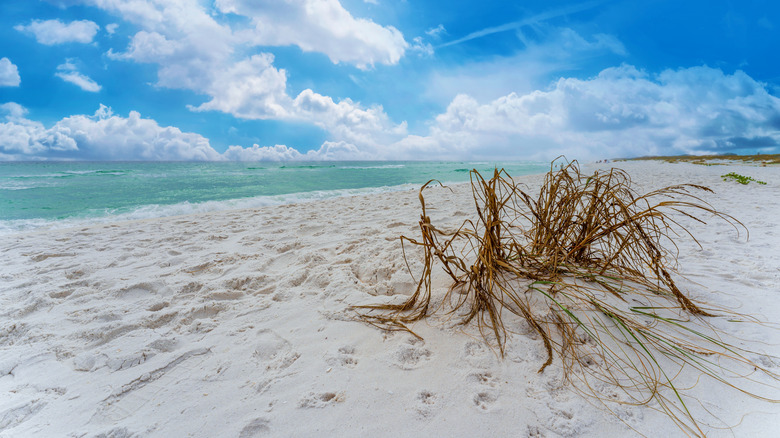 White sandy beaches and grassy dunes