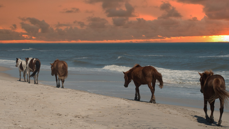 WIld ponies at Assateague Island National Seashore