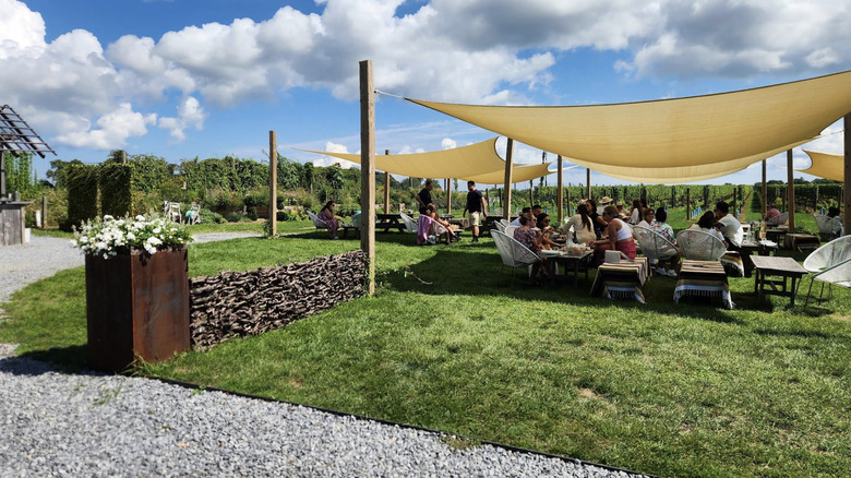Yellow canopies on the vineyard of Rose Hill Vineyards