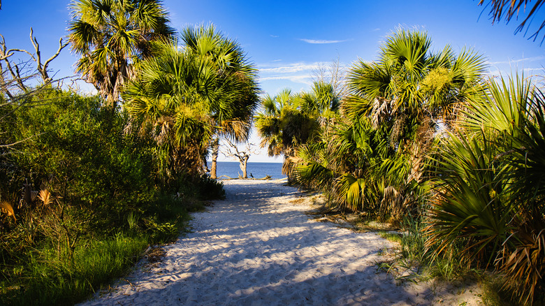 Sandy path to Famous Driftwood beach on Jekyll Island, Georgia