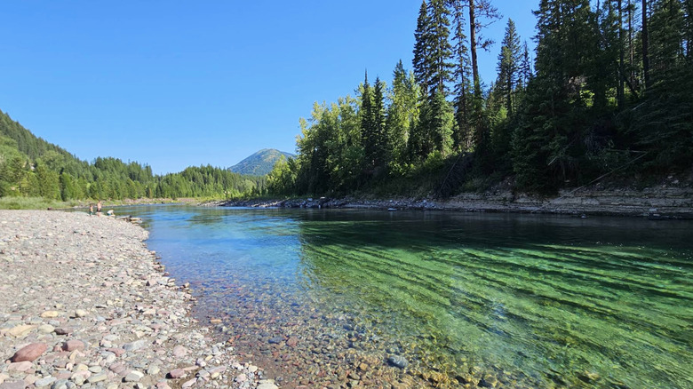 Clear water and greenery in Flathead National Forest