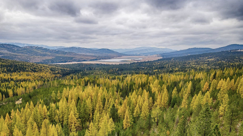 Colorful trees in Flathead National Forest, Montana