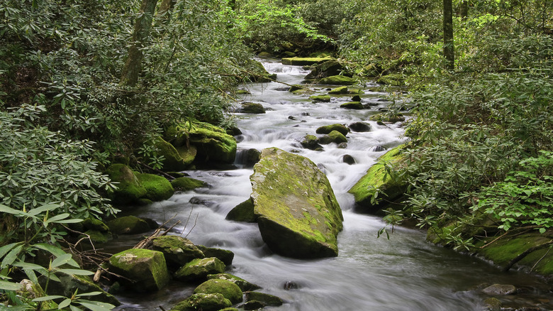 A stream flows around mossy rocks and green foliage in Joyce Kilmer Memorial Forest