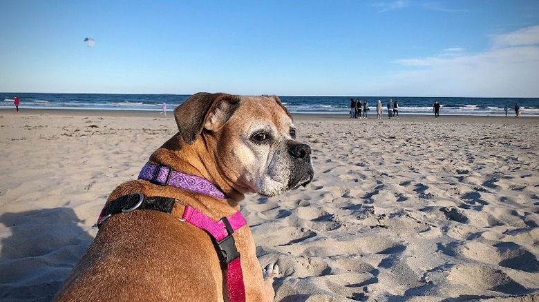 A dog photographed on the sand at Jenness State Beach during the off season on a sunny day.