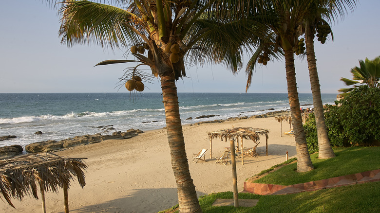 Beach in Máncora with golden sands and plam trees