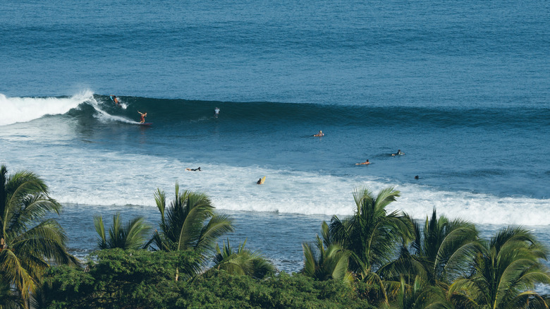 Surfers on a wave at Máncora, Peru, with plams trees on the shore
