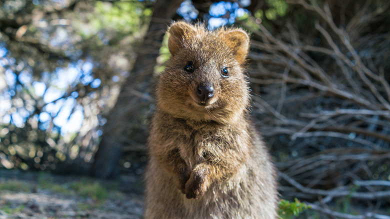 Small furry quokka poses for the camera, a native marsupial to the island of Rottnest in Western Australia