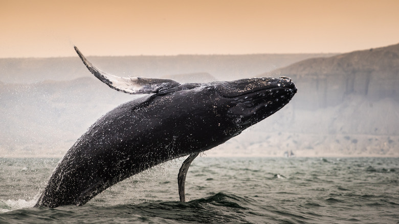 A humpback whale jumping out of the water in Los Órganos, Peru