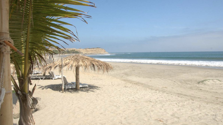 Chairs under an umbrella with a palm tree in the foreground at the main beach in Los Órganos, Peru